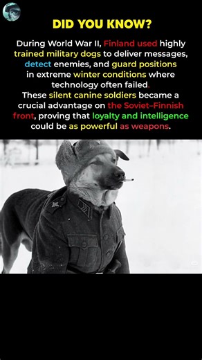 Finland’s Military Dogs Changed WWII in Extreme Winter Warfare #shorts