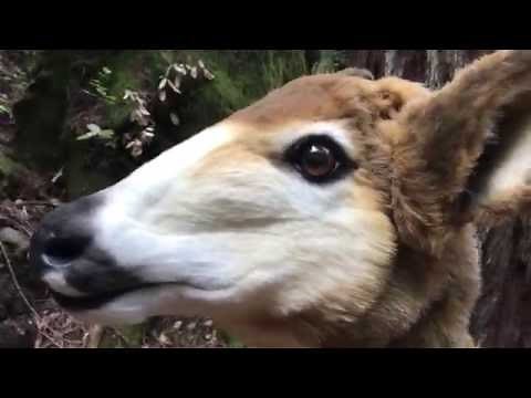 Realistic Deer Puppet Test