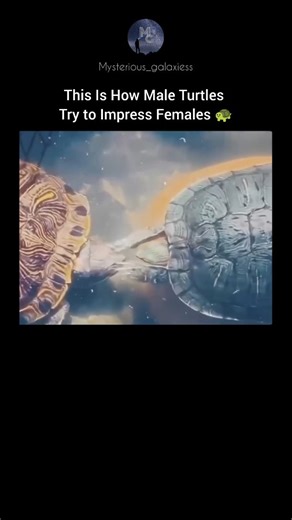 Mysterious Galaxy on Instagram: "Male turtles have a fascinating and unusual courtship ritual that looks almost like dancing. When a male spots a female he’s interested in, he swims directly in front of her and begins rapidly waving his long front claws near her face. This behavior is not aggressive at all—it’s a visual and sensory display meant to grab her attention and show his fitness as a potential mate. The claw-waving serves multiple purposes. The vibrations created by the fast movements s