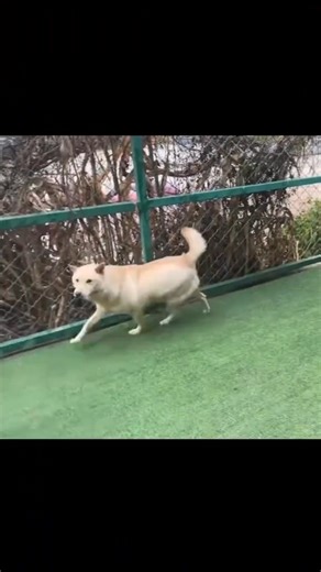 Toby (white) and Rocco (black) are growing close — two dogs who survived different sides of China’s dog-meat trade. Toby is a Tang dog, a native southern Chinese breed often farmed for meat in regions like Guangxi, he was rescued from Yulin dog meat festival. Rocco, a shepherd mix, was less than a year old when he fell into the hands of dog-meat traders in the north, where dogs, once destined for homes or breeding, are instead sold into the meat trade. Their journeys reflect the reality faced by