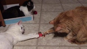 They decided the fidget spinner is their newest cat toy 😁❤️ | Anakin the Two Legged Miracle Cat