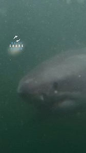 Great White Shark Checking The Camera With Ampullae Of Lorenzini | White Shark Ocean
