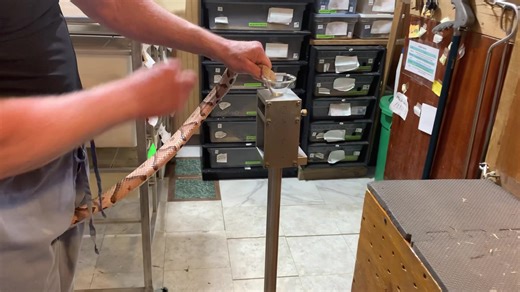 4.4K views · 92 reactions | South Carolina locale Eastern copperhead ( Agkistrodon contortrix) venom extraction today. | Kentucky Reptile Zoo | Facebook
