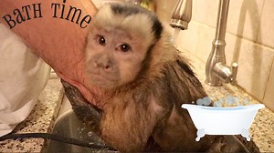 Capuchin Monkey MonkeyHappy is getting pretty good at his bath videos! This video was also recorded live on the MonkeryBoo FaceBook page for a YouTube and FaceBook video You can see the edited version against the unedited version. A real #monkeyboocrew behind the scenes look! MonkeyHappy's bath training is always an adventure! | MonkeyHappy