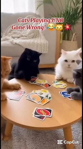 Cats Playing UNO Gone Wrong – Cute Card Game Turns into Cat Fight 😂