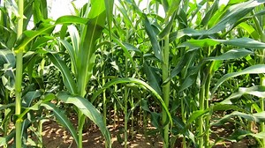 Cornfield, Field, Corn. Free Stock Video