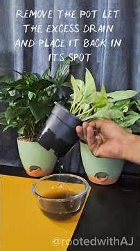 Your plants don’t need more water… they need better watering habits 🌿💧