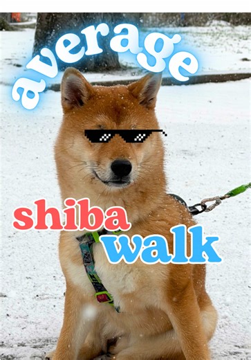 Classic Shiba Inu Moments You Can Relate To