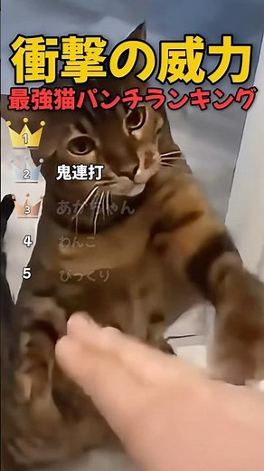 衝撃の威力！最強ネコパンチランキングTOP5 #shorts