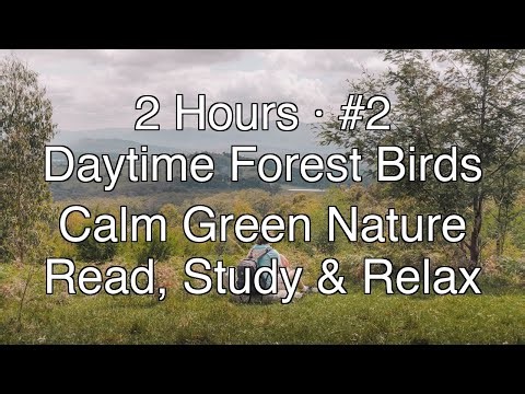 Forest Birds in Daylight #2 – 2 Hours for Reading, Study, Relaxation