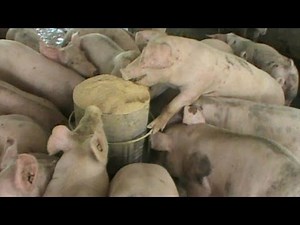 Thailand Pig Farm, Small scale factory farm in rural Thailand.