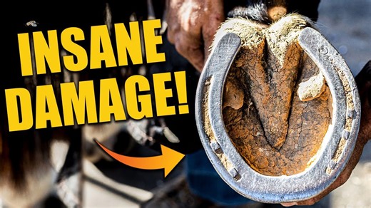 Fixing a horse hoof with severe damage