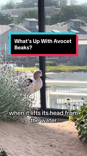 Understanding Avocet Beaks: Nature's Scythe