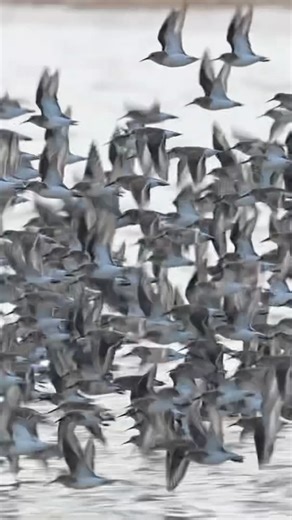 Dunlin flock take off in slow motion #birding #birdwatching #birds