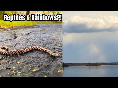Herping Northeast Ohio: Snapping Turtle, Milksnake & Rat Snakes FOUND!