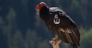 QUEST:Saving Condors Season 8 Episode 803