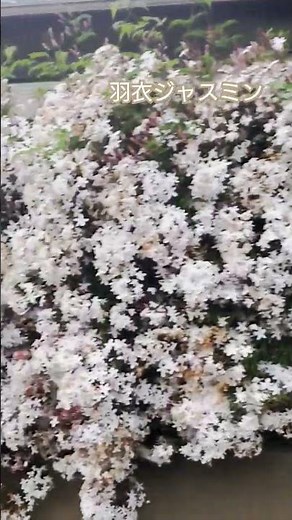 #羽衣ジャスミン #ハゴロモジャスミン もうすぐサヨナラ #甘い香り #香る花 #春庭 #半常緑低木 #garden