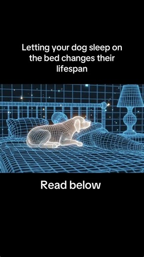 Letting your dog sleep on the bed changes their lifespan
