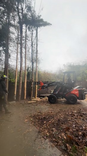 Machinery making light work of these conifers | TAG Tree Care