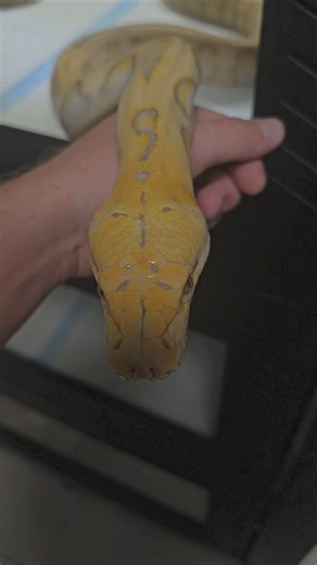 IMReptile on Instagram: "Reticulated python girl Harlequin Amaretto poss Motley #pythonsofinstagram #reticulatedpython ##snake #reptile #exoticpets"