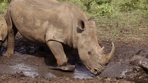 UN: Rising environmental crime threatens our societies