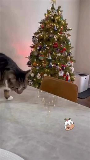 Oldie but goodie … Does anyone actually eat Figgy Pudding…. unless it’s covered in @fussiecat squeeze treats? 😋 #figarothesurviorkitten #figgypudding #bringussomefiggypudding | Figaro -The Survivor Kitten