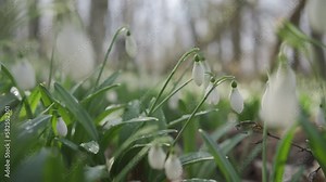 White snowdrops in the early spring in the forest. Beautiful footage of galanthus commonly known as snowdrop. HLG BT.2020