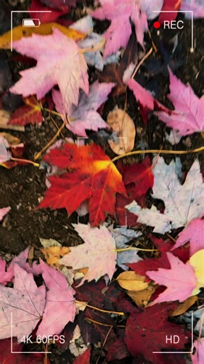 #fall #autumnvibes #cozy #cozyvibes #autumnaesthetic