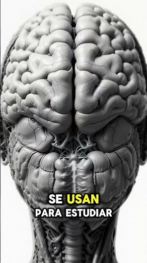 Planos sagitales explicados fácil con imágenes increíbles #planosanatómicos #anatomy #anatomia