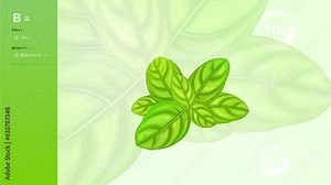 Basil Leaves and its Nutritional Properties with Minerals and Vitamins- Infographics Design