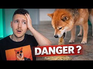My dog ​​is vomiting: when should I worry? (causes and solutions)