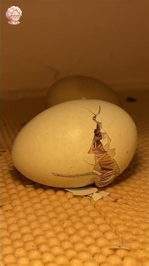 Life from an Egg 🐣 A Chick’s First Seconds #shorts 21