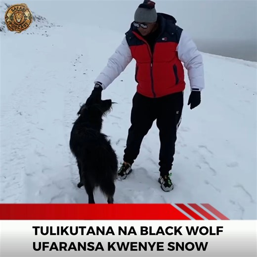 The Safari Podcast on Instagram: "A Tanzania tour guide travels to Marseille, France, where he encounters a black wolf and begins playing with it as if it were a pet dog, unaware that it’s actually a wild animal. Later, he realizes the danger he was in but manages to keep his composure. Rama shares the story on the Safari Podcast. #wolf #france #tanzaniaunforgettable #safaripodcast #safaripodcasttz"