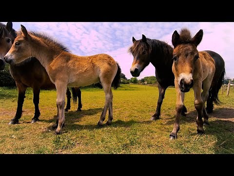 Cute Baby Ponies with their Moms!