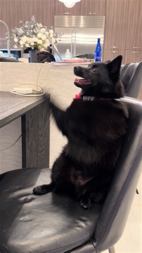 Funny Moments of a Schipperke Dog Going Crazy Over Food