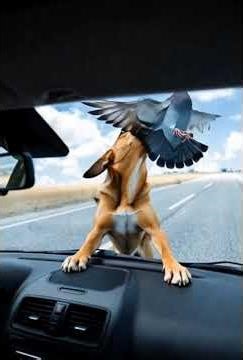 "Unknown Man vs Hungry Dog: Shocking End to Pigeon Chase! 😂🚗#pigeon #dog #shorts