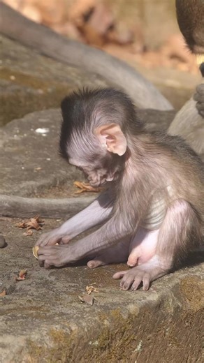 Discover the Amber Troop of Wildlife Monkeys