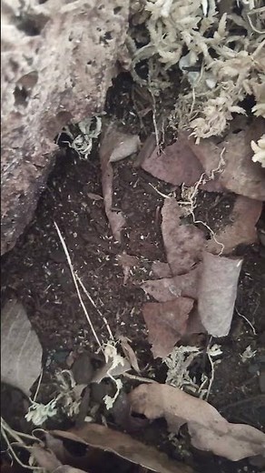 Springtail takeover and zebra isopod molt