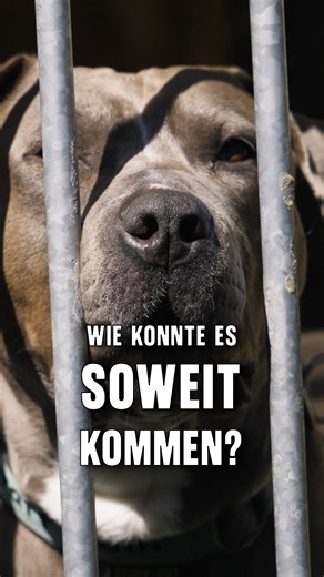 Warum gibt es in NRW eigentlich eine Rasseliste – und wo kommt sie her? Die Antwort führt zurück ins Jahr 2000: Der Tod des sechsjährigen Volkan Kaya löste bundesweit politischen Druck aus. Innerhalb weniger Tage entstanden die ersten Rasselisten, Zuchtverbote und strenge Halterauflagen für bestimmte Hunderassen. NRW führte kurz darauf seine Hundeverordnung mit Kategorie-1- und Kategorie-2-Hunden ein – plus Sachkunde, Zuverlässigkeit, Leinen- & Maulkorbpflicht. 2002 wurde alles im Landeshundeges