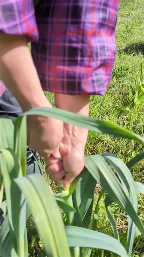 にんにくの芽の収穫を体験教室に｜マルゲンライフ農園の農業体験 #農業