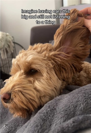 Funny Cockapoo Puppy with Big Ears