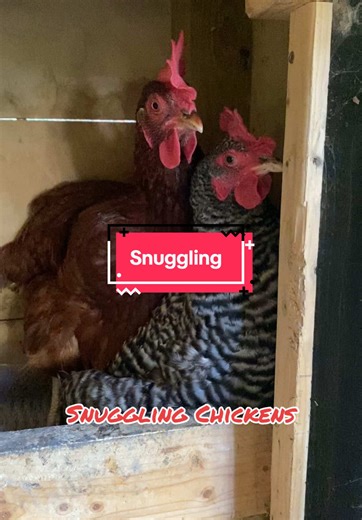 Snuggling Chickens: Ultimate Cuteness Overload
