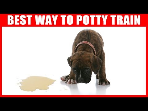 How to Potty Train your Dog Easily