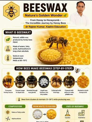 How Honey Bees Make Beeswax? 🐝🍯 | Nature’s Golden Wonder | Beeswax Formation Explained #shorts