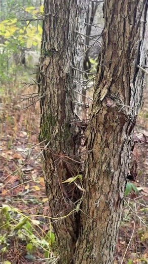Tree Full of Spikes #hikingadventures #strangerthings #nature