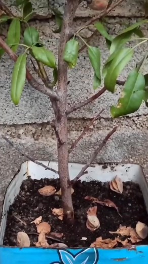 New technique for growing almond plants #reels #instagram | The Planto Facts
