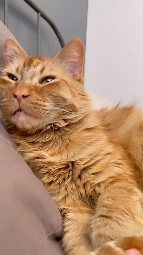 88K views · 6K reactions | Feeling under the weather has been tough, but the outpouring of love and kind messages I’ve received has truly warmed my heart. ❤️ A big thank you to everyone for your well wishes. Your support has made this journey much easier. Here’s to brighter days ahead! | Javie and Mr. Kermit | Facebook