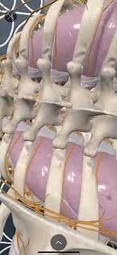 Using Augmented Reality in 3D4 Medical Complete Anatomy App to review Paravertebral Blocks Anatomy