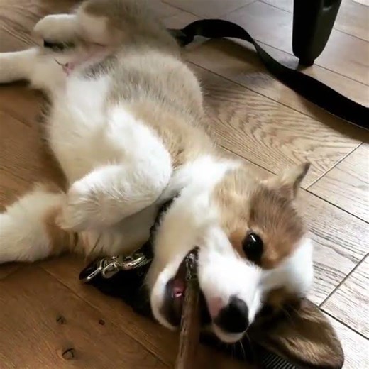 Corgi Puppy Chews 6" Standard Best Bully Sticks for Dogs