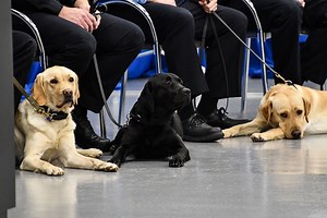 CIA celebrates ‘K9 graduation day,’ retires older dogs from service